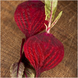 Seed Needs, Bull's Blood Beet (Beta vulgaris) BULK Pack of 2,000 Seeds Non-GMO