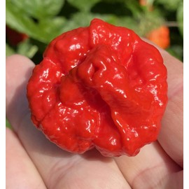 Wartryx Ultrahot Red Pepper Premium Seed Packet Possibly Hottest in The World
