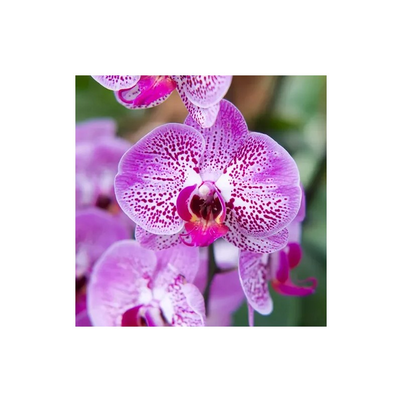 Brisas Hidratantes Orquideas Shelo Nabel® 265ml
