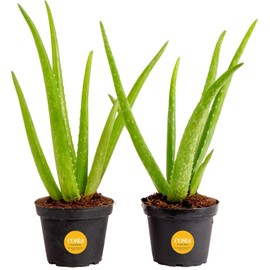 Costa Farms Aloe Vera Live Plants in Plastic Pots, Easy to Maintain, Air Purifying Indoor Succulents, Houseplants for Home, Room, or Office Decor, House Warming or Birthday Gift, 12-18, Pack of 2