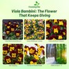 Outsidepride Bambini Mix Viola Pansy Seeds for Planting - 1000