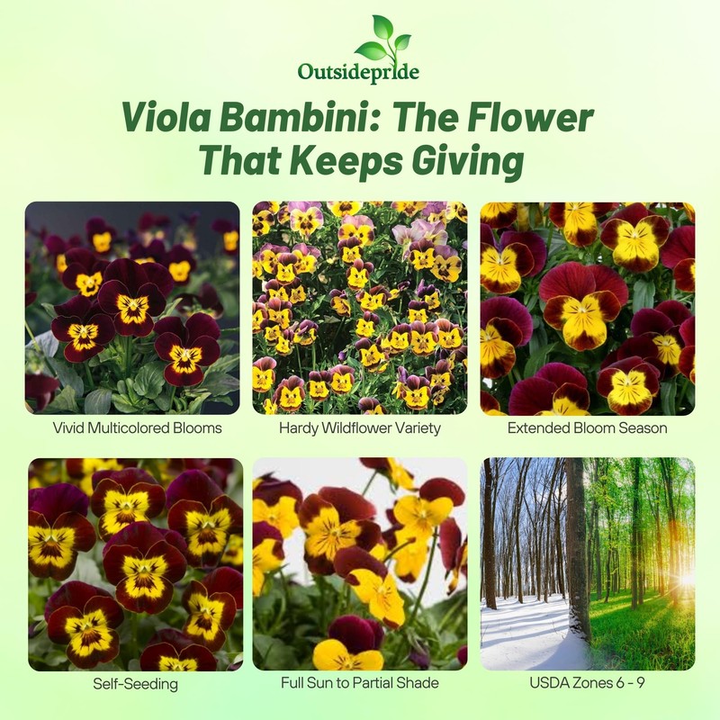 Outsidepride Bambini Mix Viola Pansy Seeds for Planting - 1000
