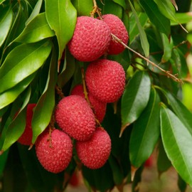 15+ Lychee Seeds for Planting Heirloom Tropical Fruit Seeds Non-GMO Litchi Seed Perennial Psidium Guajava Exotic Fruit for Plant Indoor Bonsai Outdoor