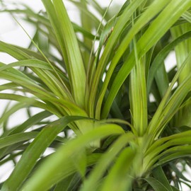United Nursery Ponytail Palm Bush Beaucarnea Recurvata Plant Live Indoor Outdoor House Plant Ships in 6 Inch Grower Pot at 14 to 16 Inches Tall