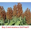 Link Sweet Sugar Drip Sorghum Seeds - 800-1000 seeds