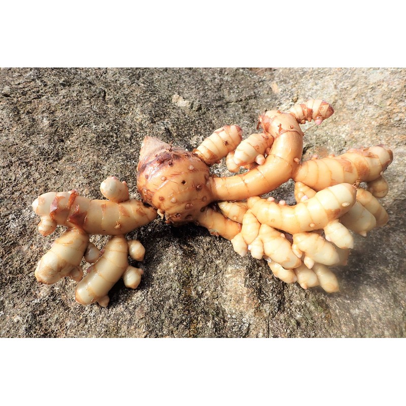 ガジュツ粉末お得セット (屋久島産 紫ウコン100g×2袋)