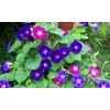 Seeds4planting - Seeds Morning Glory Purple Mix Ipomoea Annual Flowers