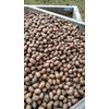 STUART GEORGIA PREMIUM PECANS IN SHELL 5 LS OF FRESH