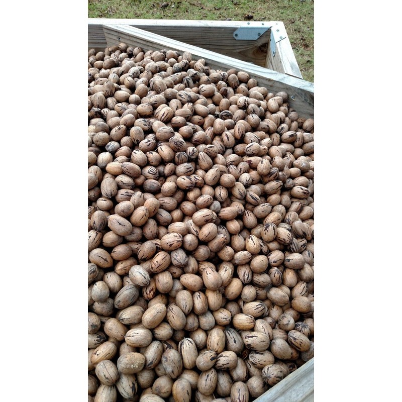 STUART GEORGIA PREMIUM PECANS IN SHELL 5 LS OF FRESH