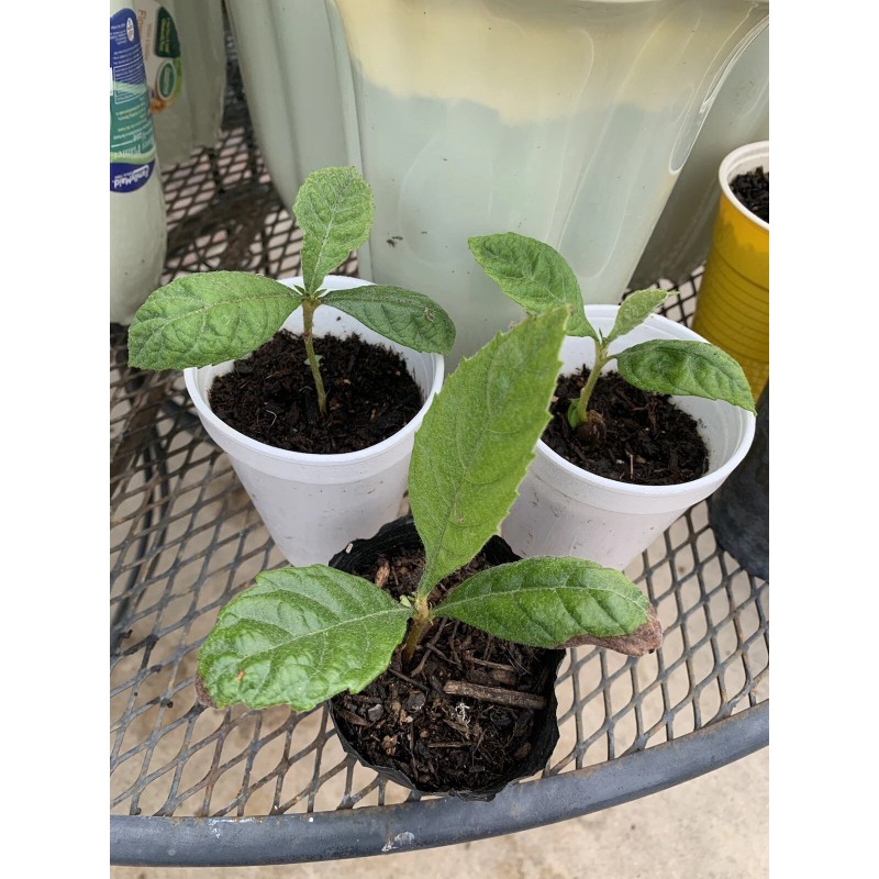 Tree 2 LOQUAT FRUIT TREE 3-6 Months Old Tree 2/3”