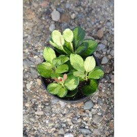 PLANTVERS Hoya Australis Lisa in 3" Nursery Pot - Variegated Hoya Australis Plant - Low-Light Indoor Houseplant - Live Air Purifying Indoor Plant