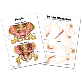 Pelvic Stretching Chart for physical therapists PT, Ocupational therapists OT Female Pelvis with stretching instruction
