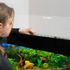 Sieral Aquarium Polycarbonate Canopy Set 29 x 11.38 x 0.12