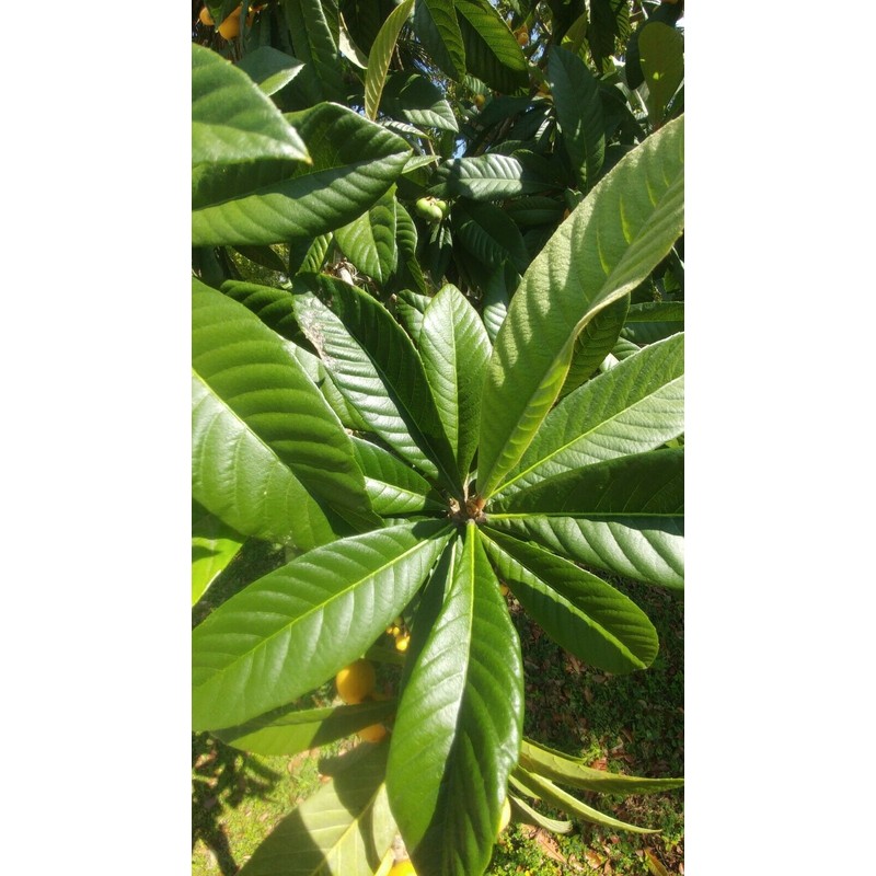 Tree 2 Live Plants 4-8"Tree Japanese Plum 1 Year old