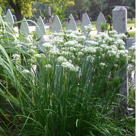 Fresh Garlic Chives Seeds | Fresh Garden  | NON-GMO | Hột Tỏi | 2025 Season - 500 seeds