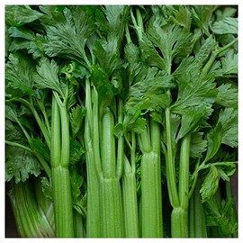 Everwilde Farms - 1 Oz Tendercrisp Celery Seeds - Gold Vault