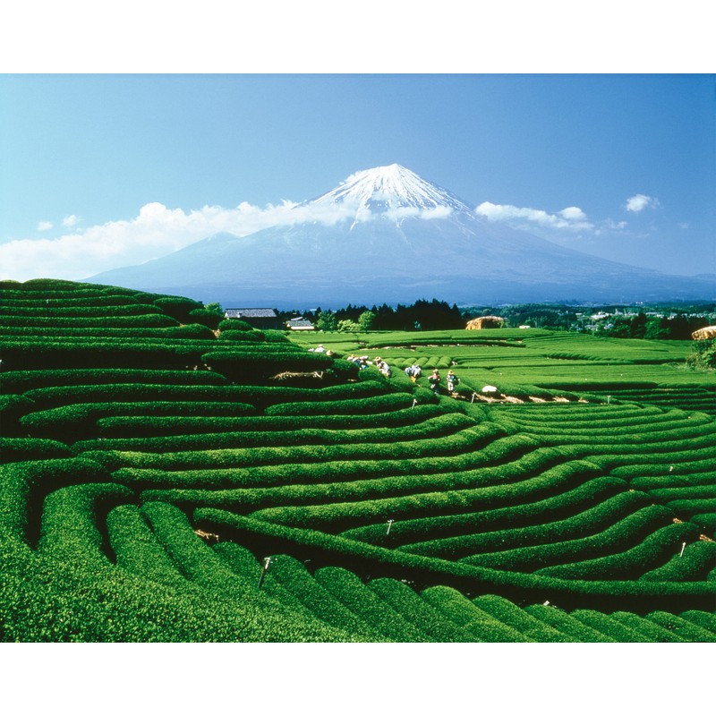 Palais des Thés - Geisha Flower - Green Tea &