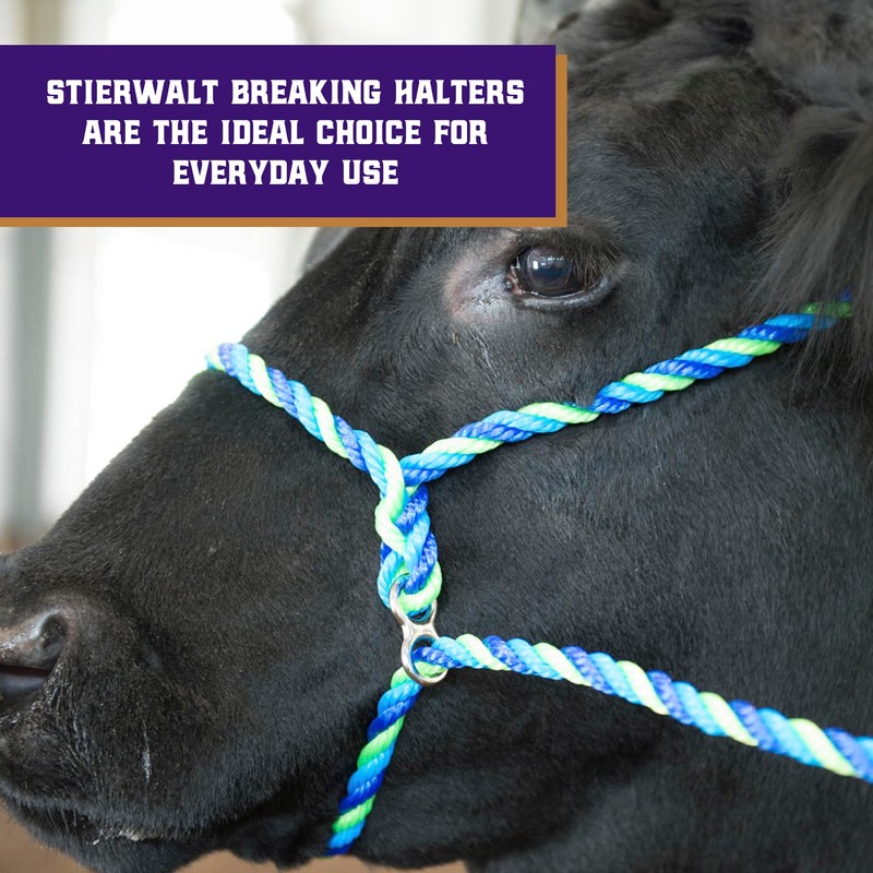 Weaver Leather Livestock Kirk Stierwalt Breaking Halter, Blue/Hurricane Blue/Lime Zest