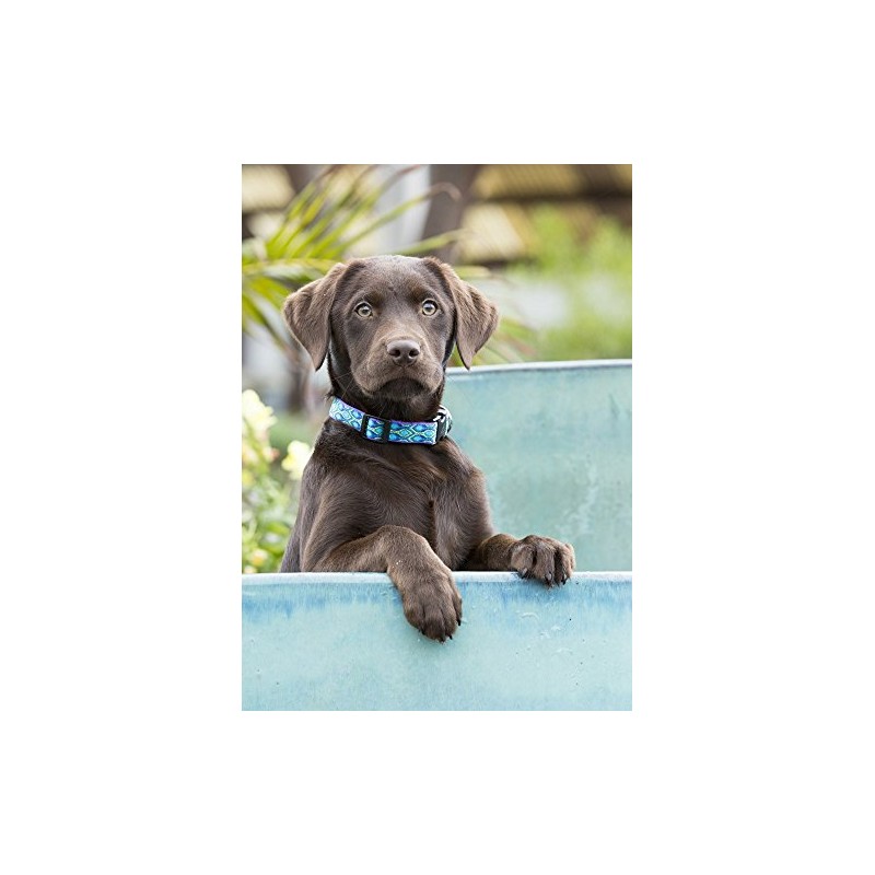 LupinePet Originals 1/2" Rain Song 10-16" Adjustable Collar for Small