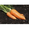 Giant Carrot Seeds Red Vegetable for Planting Giant Non GMO