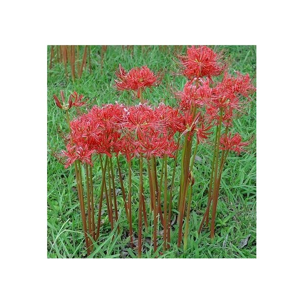 2 Bareroot Red Surprise Lily/ Resurrection Lily/ Naked Lady/ August Lily/ Lycoris Raidanti/ Red Spider Lily
