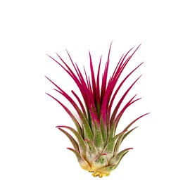 ragnaroc Air Plants - Tillandsia Ionantha, Regular 2-3" - 1ct - Organically Enhanced Color - Live Arrival Guaranteed - House Plants for Home Decor & Gift, Miami Pink