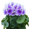 Primula Obconica Original Primrose Seeds Primula Obconica Original Blue & White 50 Seeds