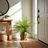 2 Pack Artificial Fern Plants in Pots, Type 8