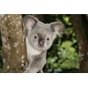EUCALYPTUS ESSENTIAL OIL 100% Pure 8oz.