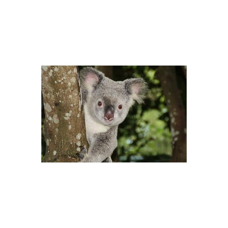 EUCALYPTUS ESSENTIAL OIL 100% Pure 8oz.