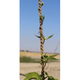 Coconut Fiber Twine Made of 100% Natural Coconut Fiber,Weight per Spool is 7 Lbs,and Length is + 1100 Feet, Thickness 5mm - 5.5 mm