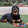 Best Pet Supplies Dog Poop Bags (360 Bags) for Waste