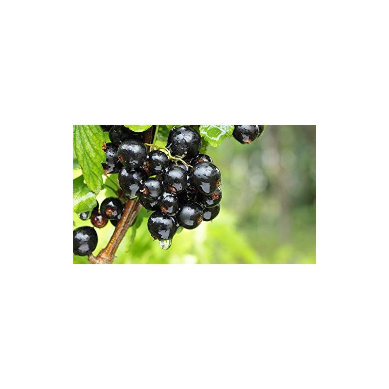 【国産 無添加 100%】カシスパウダー 粉末 40g×6袋セット ノンカフェイン 青森県産 巣鴨のお茶屋さん山年園