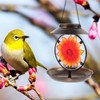 BESPORTBLE Solar Bird Feeder Solar Lamp Hanging Metal Bird Feeder