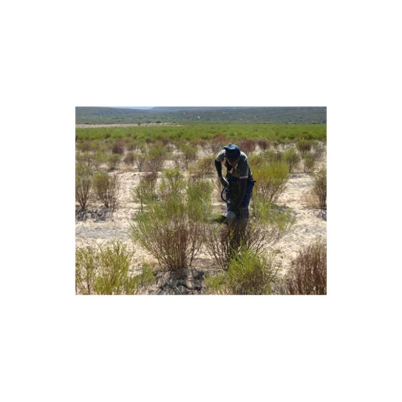 Gabai Farm Organic Green Rooibos Tea 0.1 oz (3 g)