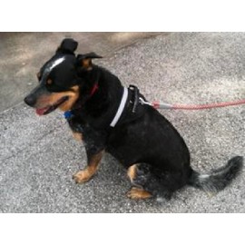 Dog Harness Deluxe Easy Grab Padded Handle with Reflective Strip for Working or Walking K9s (Medium)