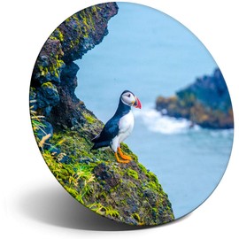 Destination Vinyl ltd Magnet for Refrigerator, Fridge - Cute Puffin Bird Sea Birds Iceland Wild for Office, Cabinet and Whiteboard, Magnetic Stickers, 24072