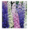 Rocket Larkspur Mixed Seeds