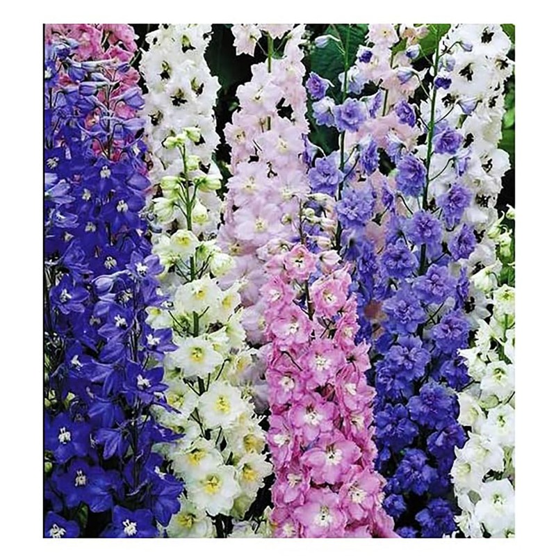 Rocket Larkspur Mixed Seeds