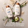 Aveeno Scalp Soothing Fresh Greens Blend Shampoo for Volume, Thickness