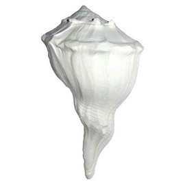 Dakshinavarti shankh, Natural Pooja Dakshinavarti Sankha Conch Shell Original from Rameswaram / दक्षिणावर्ती शंख / dakshinavarti shankha and Natural Size 5 Inch (Non Blowing)