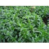 SCARBOROUGH SEEDS SUMMER SAVORY - 500 Seeds - Herb Non