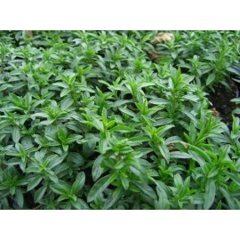 SCARBOROUGH SEEDS SUMMER SAVORY - 500 Seeds - Herb Non GMO Open Pollinated USA