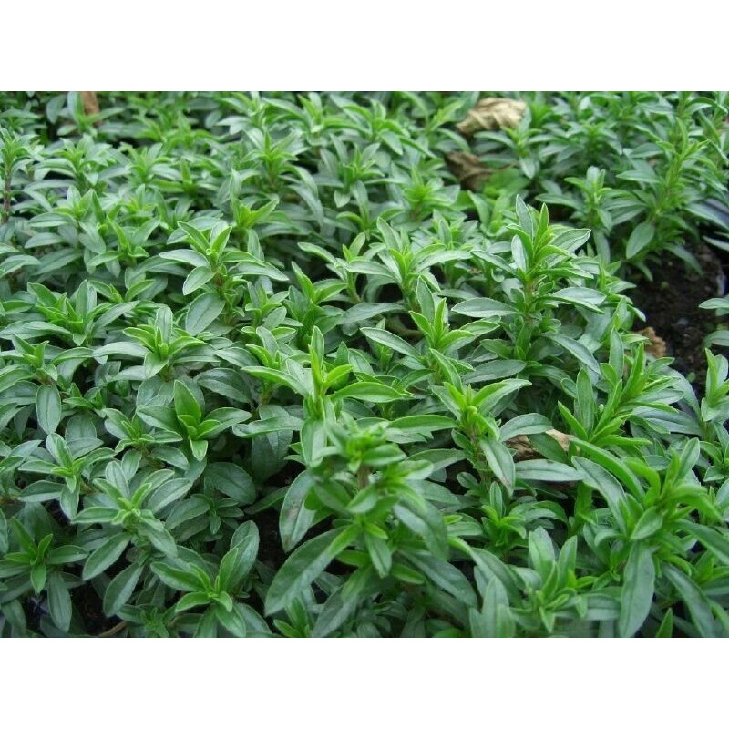 SCARBOROUGH SEEDS SUMMER SAVORY - 500 Seeds - Herb Non