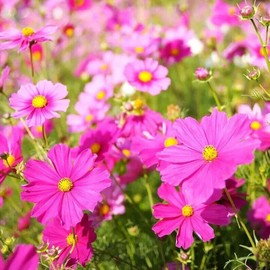Cosmos 100 Cosmos Mix Seeds. USA Seeds. Organic. Ships free