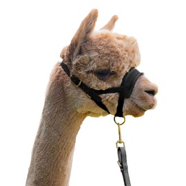 Alpaca lead set, high-quality faux leather halter and lead: perfect for an alpaca hike