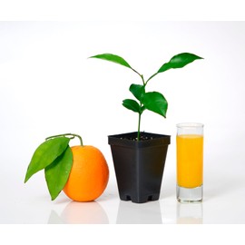 Valencia Orange Tree Starter Plant. Citrus sinensis. 3" - 5"