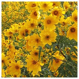 Everwilde Farms - 1 Oz Swamp Marigold Native Wildflower Seeds - Gold Vault