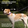 CollarDirect Martingale Dog Collar Dog Choke Collars Stainless Steel Chain