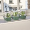 EarlyGrow MPL50077/3 Mini High Top Propagator 16 x 10 x